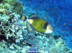 Balistoides viridescens (Green Crossbow).  Apnea skin div... by Alberto Romeo 